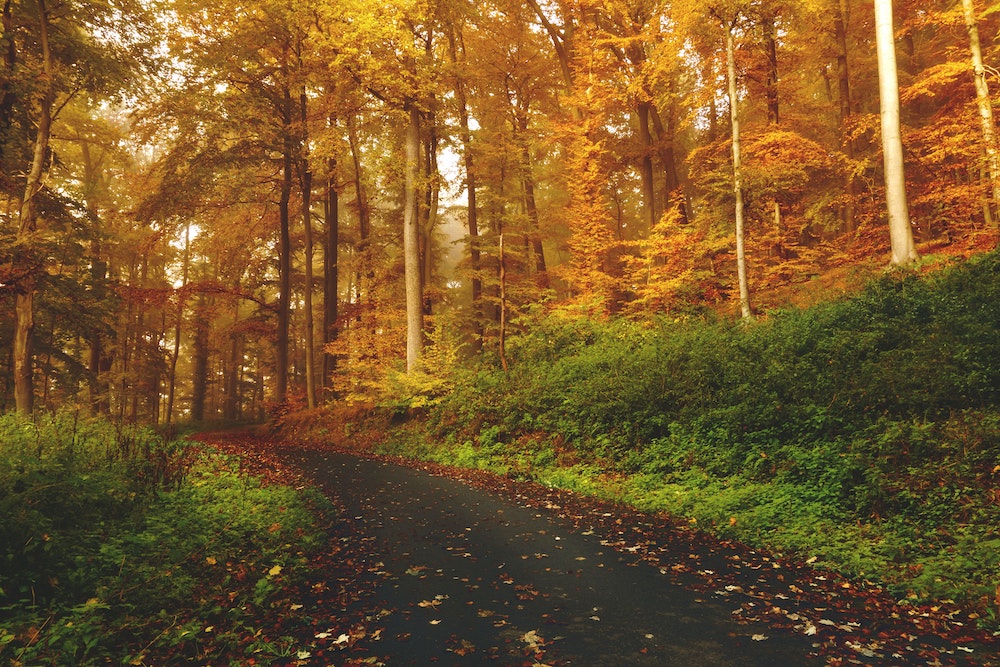 Autumn road