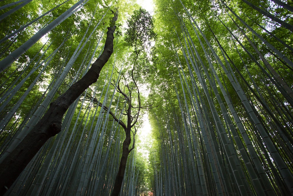 Bamboo