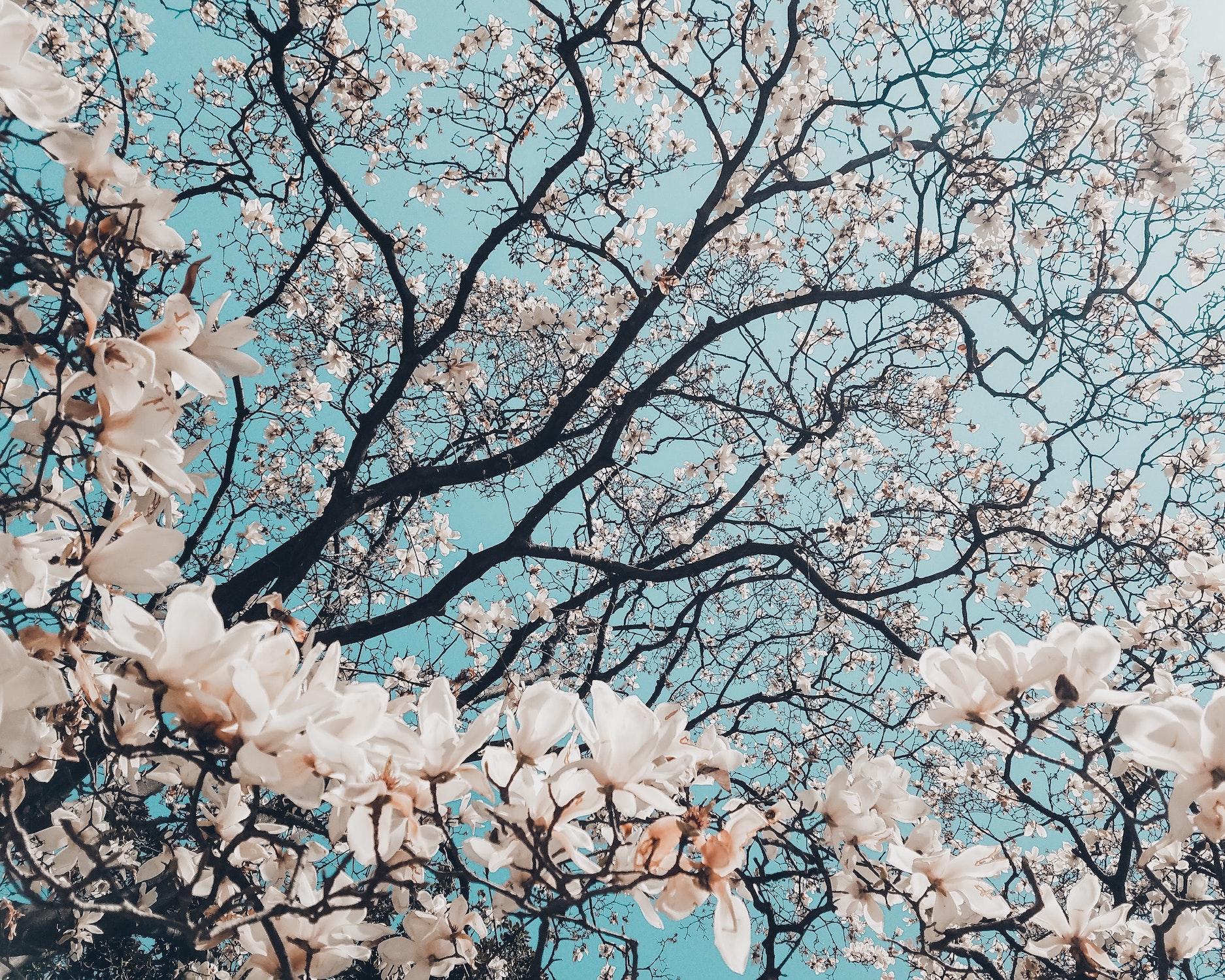 Cherry blossoms