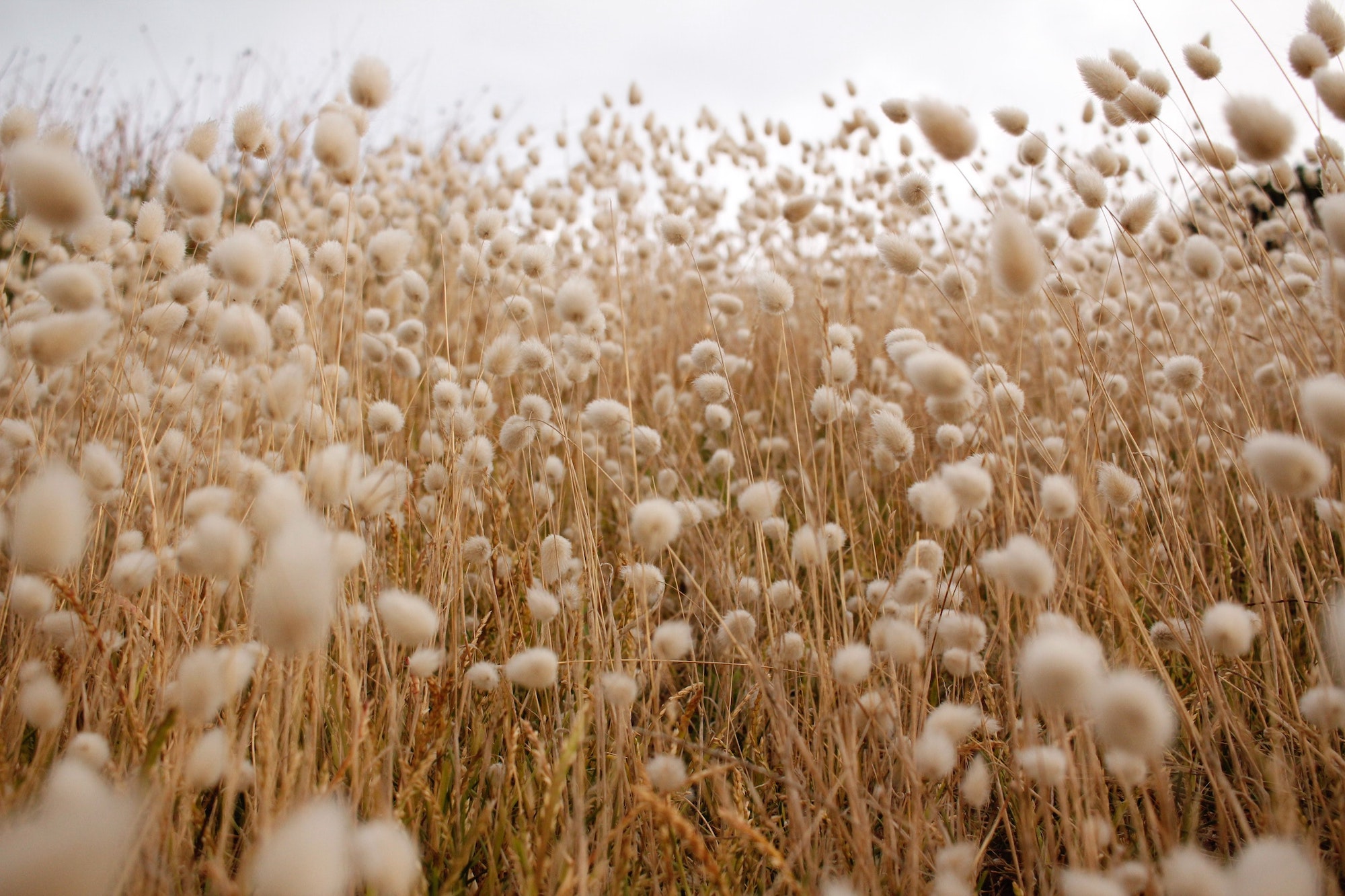 Cotton