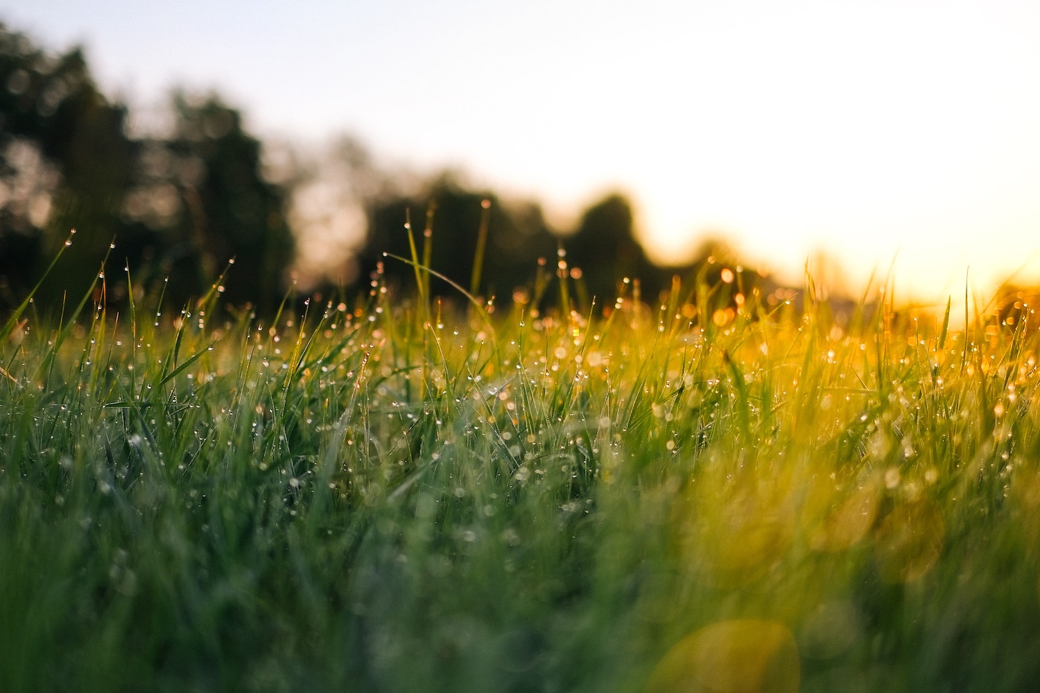 Dewy grass