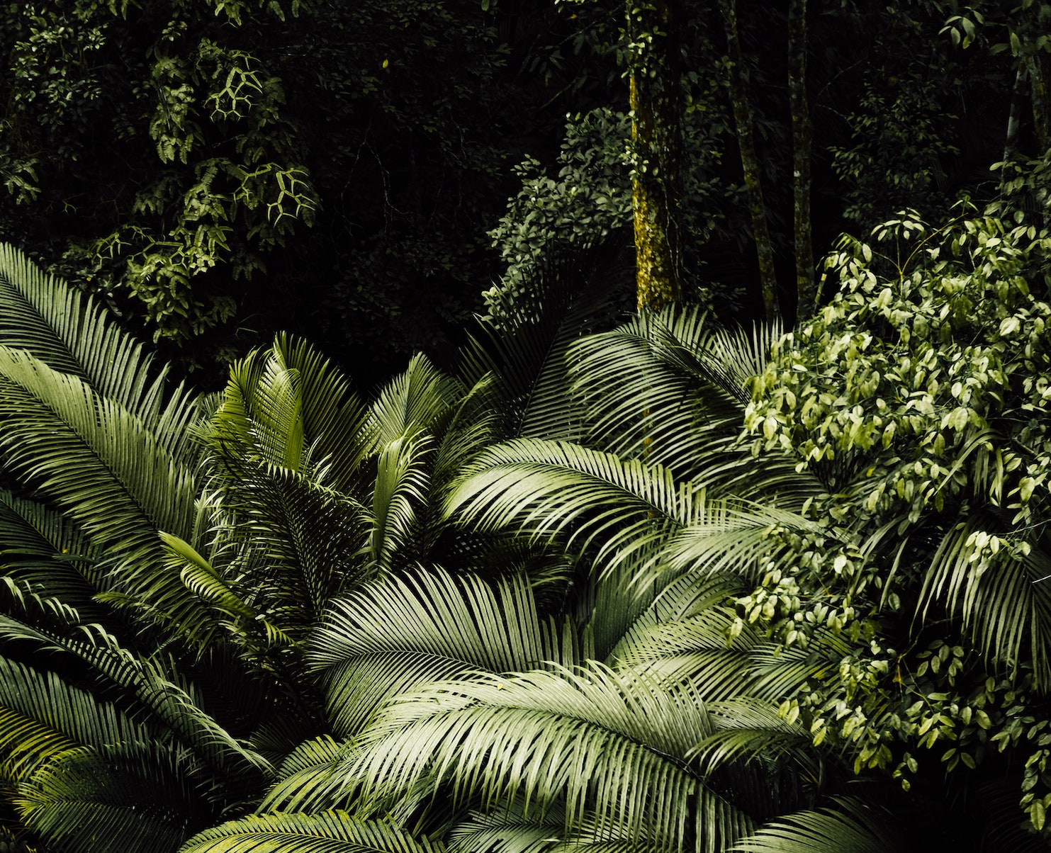 Ferns