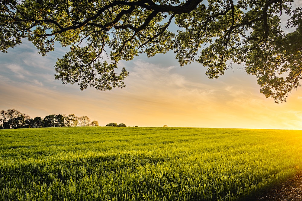 Field under a tree
