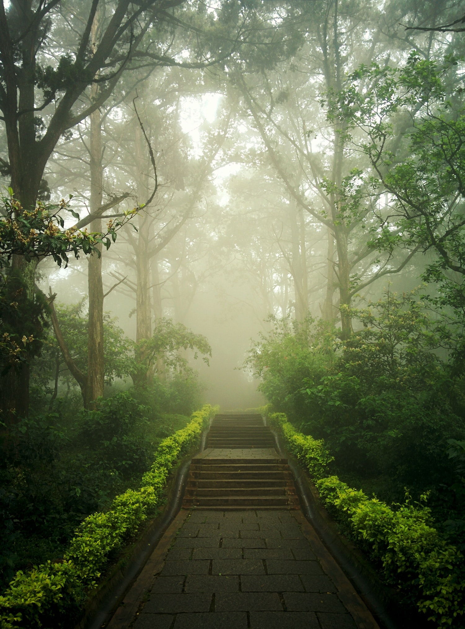 Foggy stairs