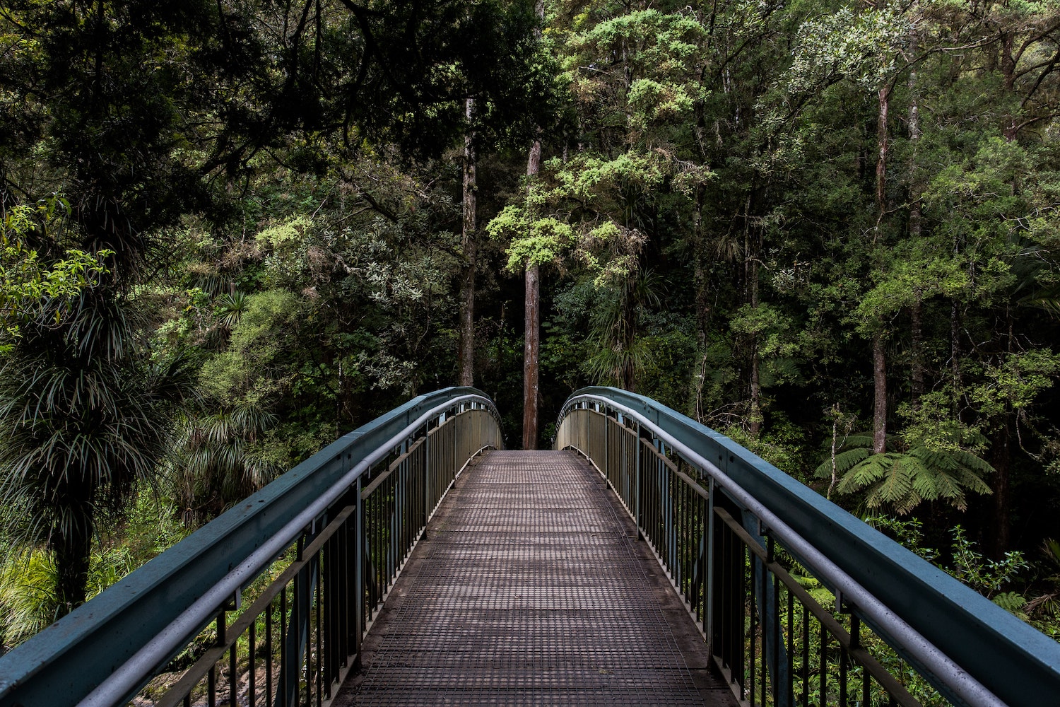 Forest bridge