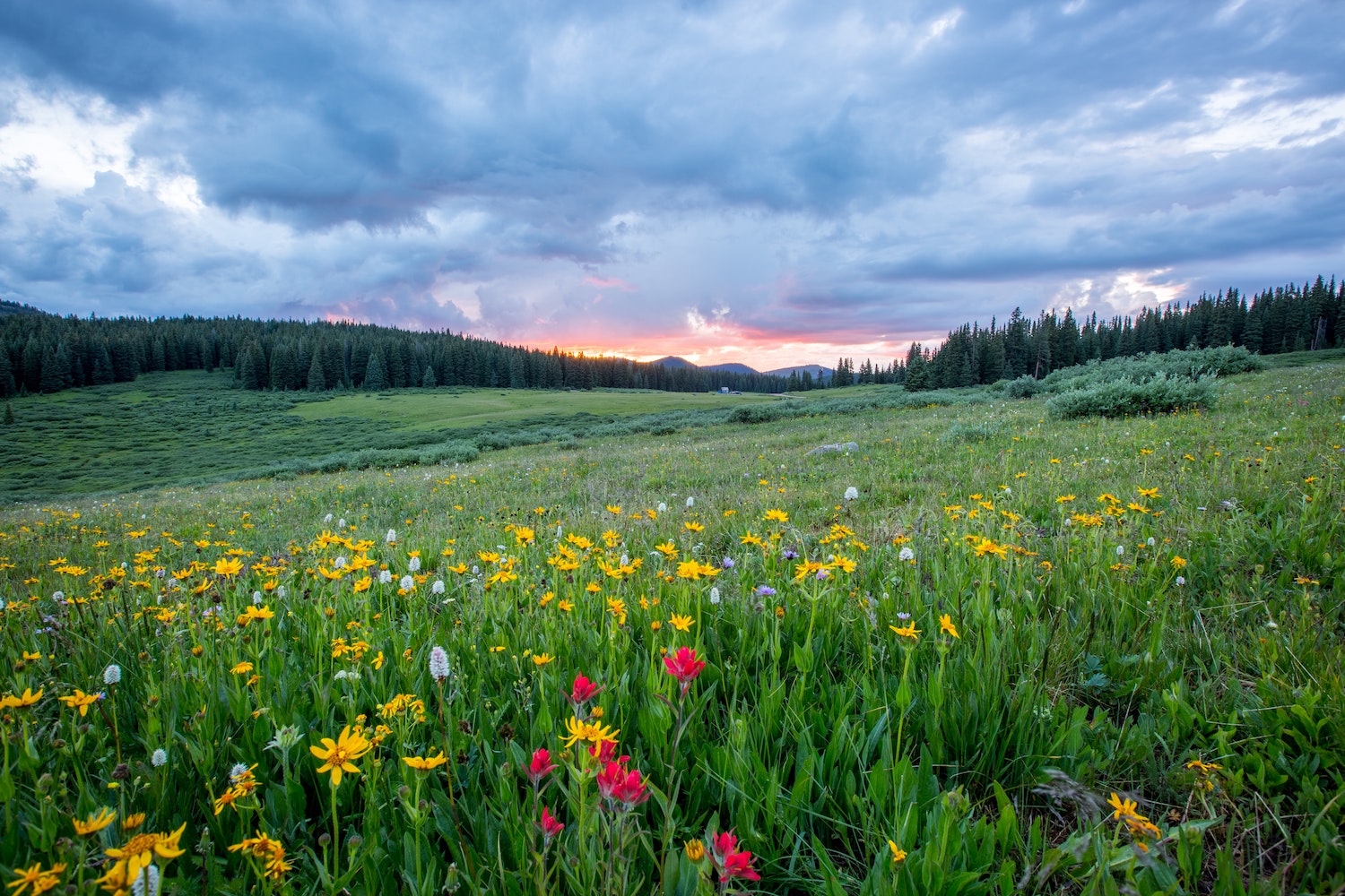 Mountain flowers