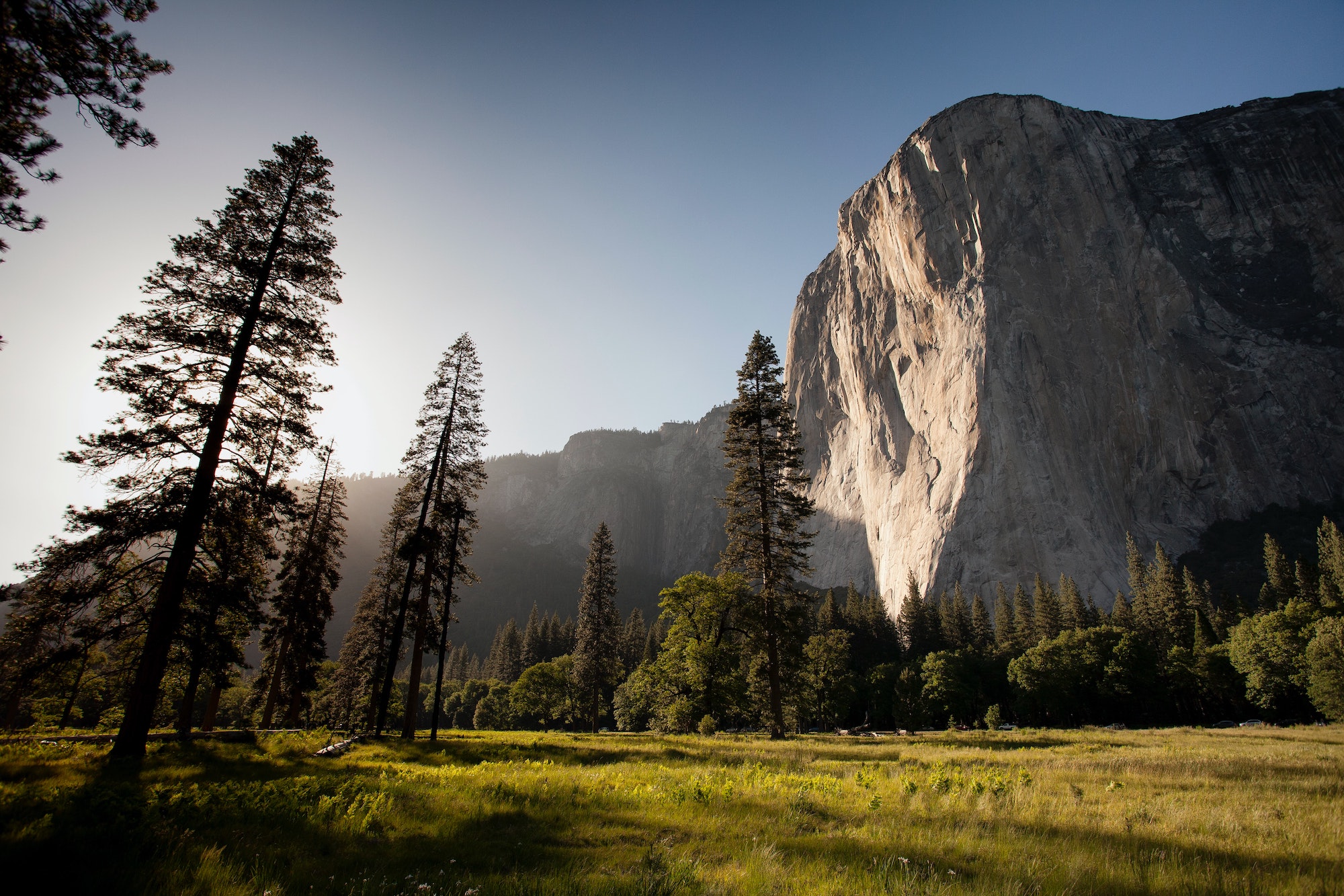 Mountain trees