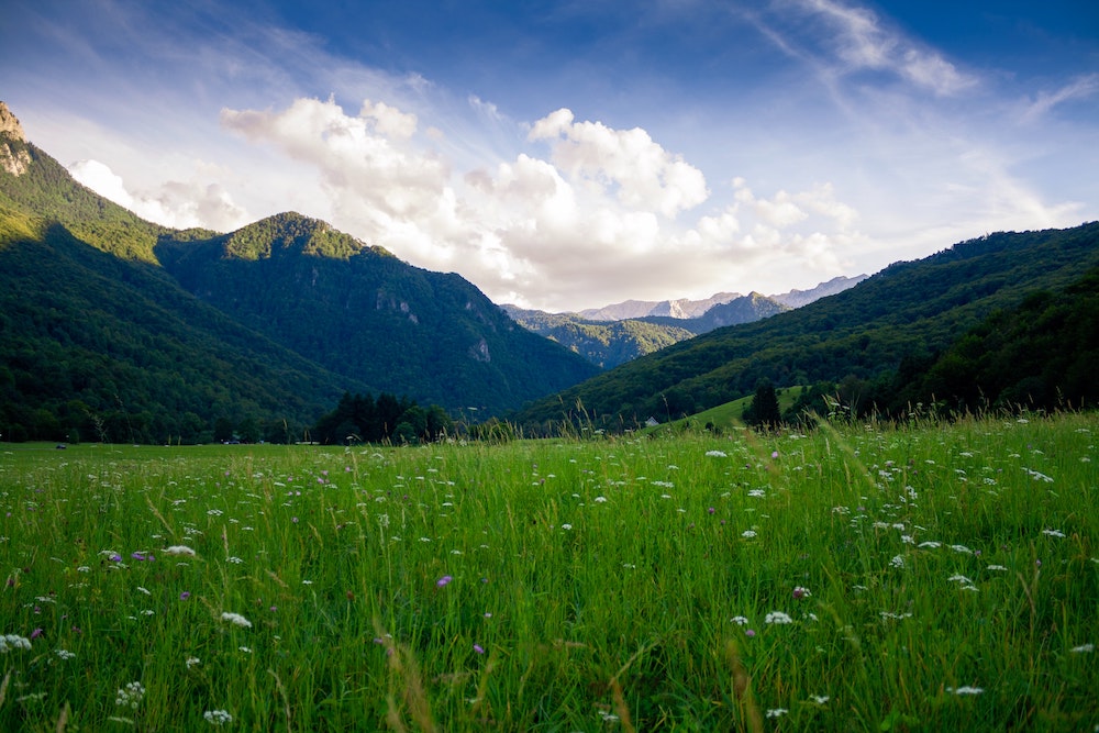 Mountain meadow