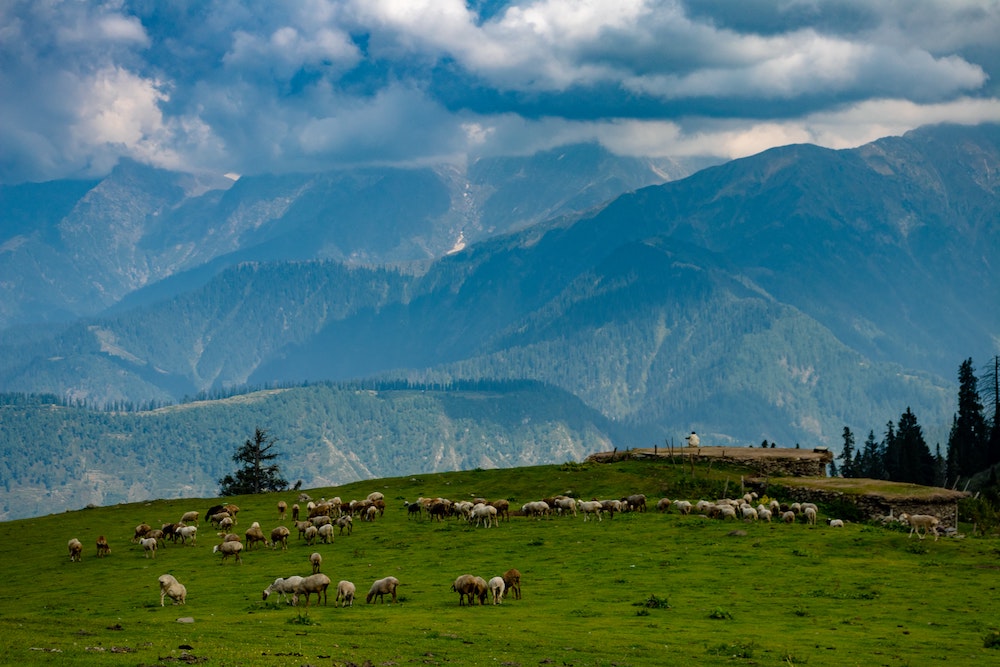 Mountain sheep herd