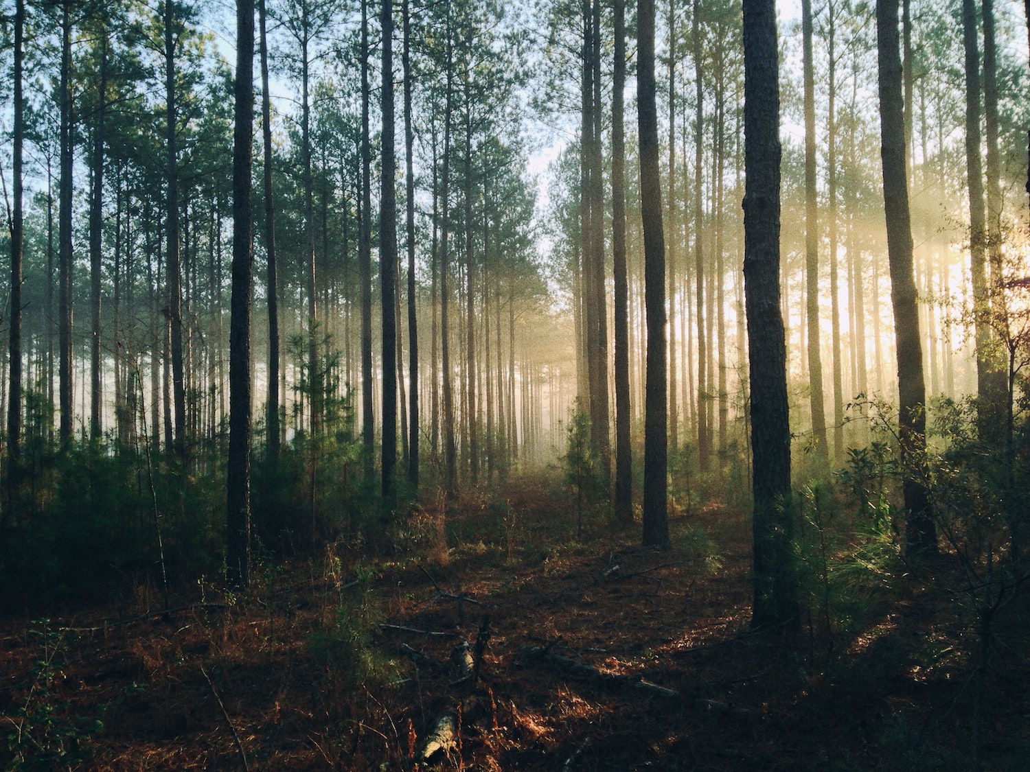 Pine trees