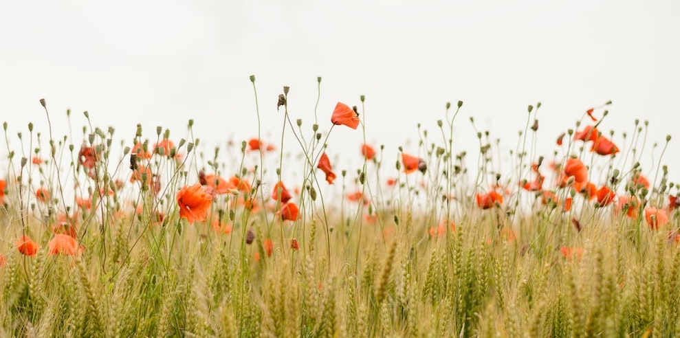 Poppies