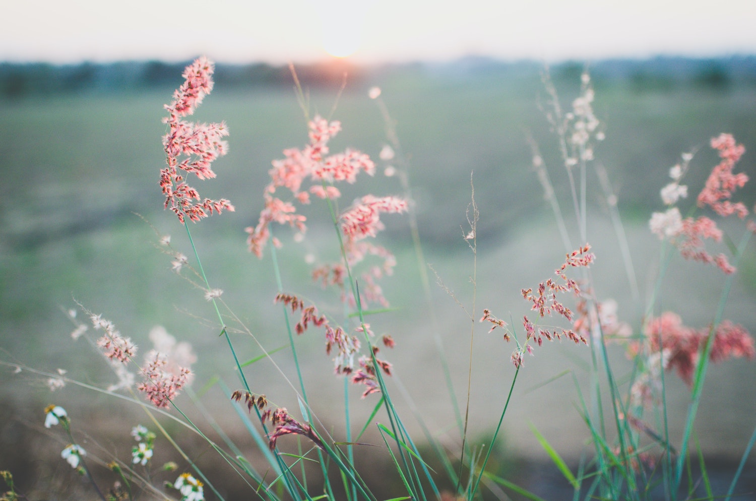 Red flowers in hills