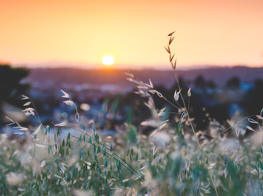 Sunset over field
