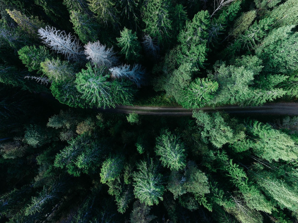 Tree tops
