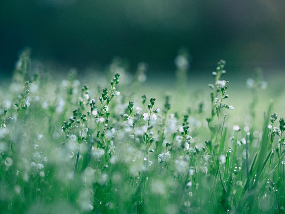 White flowers